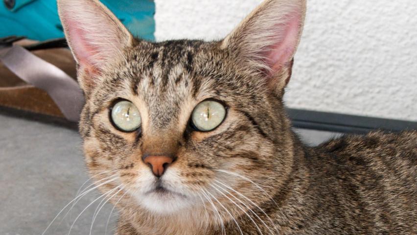 Der hellbraun getigerte Kater mit dem weißen Halsfleckchen ist auf der Suche nach seiner Familie. Seit Ende Juli hält sich der zutrauliche und ganz offensichtlich an Menschen gewöhnte Kater in Neumarkt, Ortsteil Hasenheide, in der Paul-Pfleiderer-Straße in einem Garten beziehungsweise auf der Terrasse eines Hauses auf. Dort verbringt er die meiste Zeit des Tages. Der Kater ist nicht kastriert und er hat auch keinerlei Kennzeichnung, also keinen Chip und keine Tätowierung. Wer kennt diesen Kater oder wer weiß, wem er gehört? Das Tierheim Neumarkt ist trotz der erfolgten Lockerungen noch immer bis auf Weiteres für Besucher, Gassigeher und Katzenstreichler geschlossen. Besuche und Tiervermittlungen können nur nach vorheriger telefonischer Terminvereinbarung stattfinden. Das Büro ist täglich (außer an Sonn- und Feiertagen) von 14.30 bis 17 Uhr unter der Telefonnummer (0 91 81) 2 28 62 erreichbar. In Notfällen und im Falle von Fundtieren ist das Tierheim ebenfalls unter dieser Telefonnummer erreichbar. Hier geht es zur Internet-Seite des Tierheims
Der hellbraun getigerte Kater mit dem weißen Halsfleckchen ist auf der Suche nach seiner Familie. Seit Ende Juli hält sich der zutrauliche und ganz offensichtlich an Menschen gewöhnte Kater in Neumarkt, Ortsteil Hasenheide, in der Paul-Pfleiderer-Straße in einem Garten beziehungsweise auf der Terrasse eines Hauses auf. Dort verbringt er die meiste Zeit des Tages. Der Kater ist nicht kastriert und er hat auch keinerlei Kennzeichnung, also keinen Chip und keine Tätowierung. Wer kennt diesen Kater oder wer weiß, wem er gehört? Das Tierheim Neumarkt ist trotz der erfolgten Lockerungen noch immer bis auf Weiteres für Besucher, Gassigeher und Katzenstreichler geschlossen. Besuche und Tiervermittlungen können nur nach vorheriger telefonischer Terminvereinbarung stattfinden. Das Büro ist täglich (außer an Sonn- und Feiertagen) von 14.30 bis 17 Uhr unter der Telefonnummer (0 91 81) 2 28 62 erreichbar. In Notfällen und im Falle von Fundtieren ist das Tierheim ebenfalls unter dieser Telefonnummer erreichbar. Hier geht es zur Internet-Seite des Tierheims