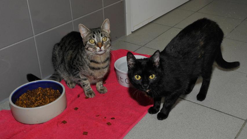 ch die beiden Katzengeschwister „Kiki“ und „Kiwi“ würden sich über einen Garten, ein verkehrsberuhigt gelegenes Häuschen im Grünen und über nette, ruhige Menschen freuen. Die beiden Katzen sind nun knapp ein Jahr alt und sie sind geimpft und kastriert. Sie kamen schon als kleine Kätzchen ins Tierheim Neumarkt, aber nachdem sie scheu und auch von der Farbe her ziemlich unspektakulär waren, hat sich in all der Zeit niemand so richtig für die Geschwister interessiert. Jetzt kommen „Kiki“ und „Kiwi“ neugierig angelaufen, sobald jemand das Katzenzimmer betritt, und in einem neuen Zuhause würden sich die beiden mit etwas Geduld bestimmt auch bald eingewöhnen. Das Tierheim Neumarkt ist trotz der erfolgten Lockerungen noch immer bis auf Weiteres für Besucher, Gassigeher und Katzenstreichler geschlossen. Besuche und Tiervermittlungen können nur nach vorheriger telefonischer Terminvereinbarung stattfinden. Das Büro ist täglich (außer an Sonn- und Feiertagen) von 14.30 bis 17 Uhr unter der Telefonnummer (0 91 81) 2 28 62 erreichbar. In Notfällen und im Falle von Fundtieren ist das Tierheim ebenfalls unter dieser Telefonnummer erreichbar. Hier geht es zur Internet-Seite des Tierheims
ch die beiden Katzengeschwister „Kiki“ und „Kiwi“ würden sich über einen Garten, ein verkehrsberuhigt gelegenes Häuschen im Grünen und über nette, ruhige Menschen freuen. Die beiden Katzen sind nun knapp ein Jahr alt und sie sind geimpft und kastriert. Sie kamen schon als kleine Kätzchen ins Tierheim Neumarkt, aber nachdem sie scheu und auch von der Farbe her ziemlich unspektakulär waren, hat sich in all der Zeit niemand so richtig für die Geschwister interessiert. Jetzt kommen „Kiki“ und „Kiwi“ neugierig angelaufen, sobald jemand das Katzenzimmer betritt, und in einem neuen Zuhause würden sich die beiden mit etwas Geduld bestimmt auch bald eingewöhnen. Das Tierheim Neumarkt ist trotz der erfolgten Lockerungen noch immer bis auf Weiteres für Besucher, Gassigeher und Katzenstreichler geschlossen. Besuche und Tiervermittlungen können nur nach vorheriger telefonischer Terminvereinbarung stattfinden. Das Büro ist täglich (außer an Sonn- und Feiertagen) von 14.30 bis 17 Uhr unter der Telefonnummer (0 91 81) 2 28 62 erreichbar. In Notfällen und im Falle von Fundtieren ist das Tierheim ebenfalls unter dieser Telefonnummer erreichbar. Hier geht es zur Internet-Seite des Tierheims