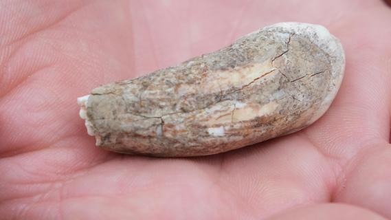 Geheime Fundstelle in Franken: Knochen von Mammut und Höhlenbär entzücken Archäologen