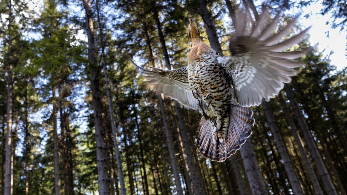 Ein Auerhuhn fliegt durch einen Wald.