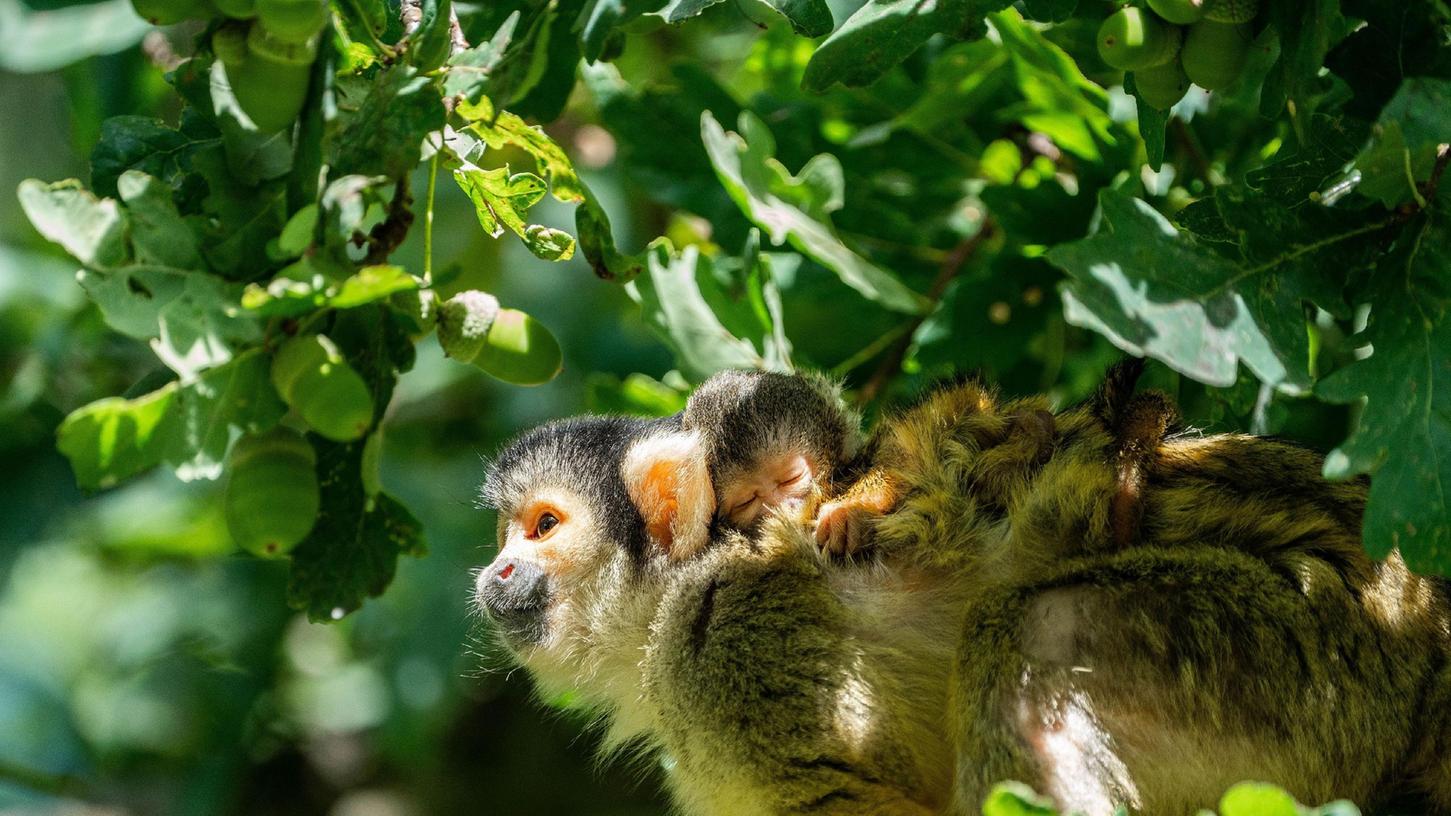 Baby-Affen im Nürnberger Tiergarten: Gleich fünf junge Totenkopfäffchen klammern sich derzeit an das Fell ihrer Mütter. 
