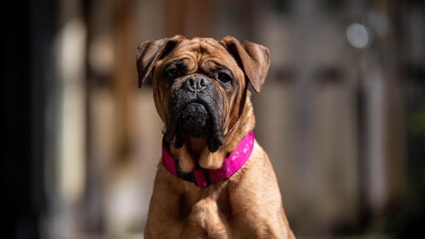 Shiva, eine Bordeauxdogge, wurde völlig verwahrlost, abgemagert, mit viel zu langen Krallen und weiteren gesundheitlichen Problemen vom Amt beschlagnahmt. Mittlerweile wurde die achtjährige Hündin mehrmals durchgecheckt und aufgepäppelt und darf nun endlich ein neues Zuhause suchen. Shiva ist sehr lieb, nett und anhänglich, berichten die Tierheimmitarbeiter. Auch Kinder seien kein Problem. Bei anderen Hunden entscheidet die Sympathie, das müsse man testen, heißt es weiter. „Daheim ist sie wahrscheinlich lieber Einzelprinzessin.“ Shiva ist in Bayern ein Hund der Kategorie 2 und muss einen Wesenstest ablegen. „Diesen besteht sie aber sicher“, so das Tierheim. Die Hündin muss aus gesundheitlichen Gründen in rund zwei Monaten noch kastriert werden. Die Tierpfleger betonen: „Das müssen neue Besitzer wissen, die Kastration kann dann aber bei unserem Tierarzt erfolgen. Wir liefern gerne weitere Infos.“ Wer gibt der lieben Hündin ein Zuhause, in dem sich wieder so um sie gekümmert wird, wie sie es verdient hat?
Mehr Informationen gibt es beim Tierheim Nürnberg, Stadenstraße 90, 90491 Nürnberg, Telefon (0911) 919890.
Shiva, eine Bordeauxdogge, wurde völlig verwahrlost, abgemagert, mit viel zu langen Krallen und weiteren gesundheitlichen Problemen vom Amt beschlagnahmt. Mittlerweile wurde die achtjährige Hündin mehrmals durchgecheckt und aufgepäppelt und darf nun endlich ein neues Zuhause suchen. Shiva ist sehr lieb, nett und anhänglich, berichten die Tierheimmitarbeiter. Auch Kinder seien kein Problem. Bei anderen Hunden entscheidet die Sympathie, das müsse man testen, heißt es weiter. „Daheim ist sie wahrscheinlich lieber Einzelprinzessin.“ Shiva ist in Bayern ein Hund der Kategorie 2 und muss einen Wesenstest ablegen. „Diesen besteht sie aber sicher“, so das Tierheim. Die Hündin muss aus gesundheitlichen Gründen in rund zwei Monaten noch kastriert werden. Die Tierpfleger betonen: „Das müssen neue Besitzer wissen, die Kastration kann dann aber bei unserem Tierarzt erfolgen. Wir liefern gerne weitere Infos.“ Wer gibt der lieben Hündin ein Zuhause, in dem sich wieder so um sie gekümmert wird, wie sie es verdient hat?
Mehr Informationen gibt es beim Tierheim Nürnberg, Stadenstraße 90, 90491 Nürnberg, Telefon (0911) 919890.