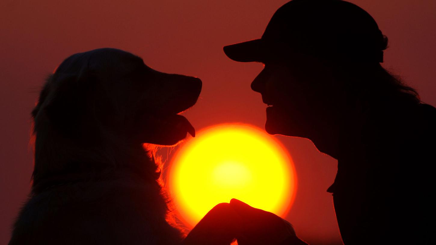 Japanische Forscher haben beobachtet: Hunde können beim Wiedersehen mit Herrchen oder Frauchen Freudentränen vergießen. Japanische Forscher haben beobachtet: Hunde können beim Wiedersehen mit Herrchen oder Frauchen Freudentränen vergießen.