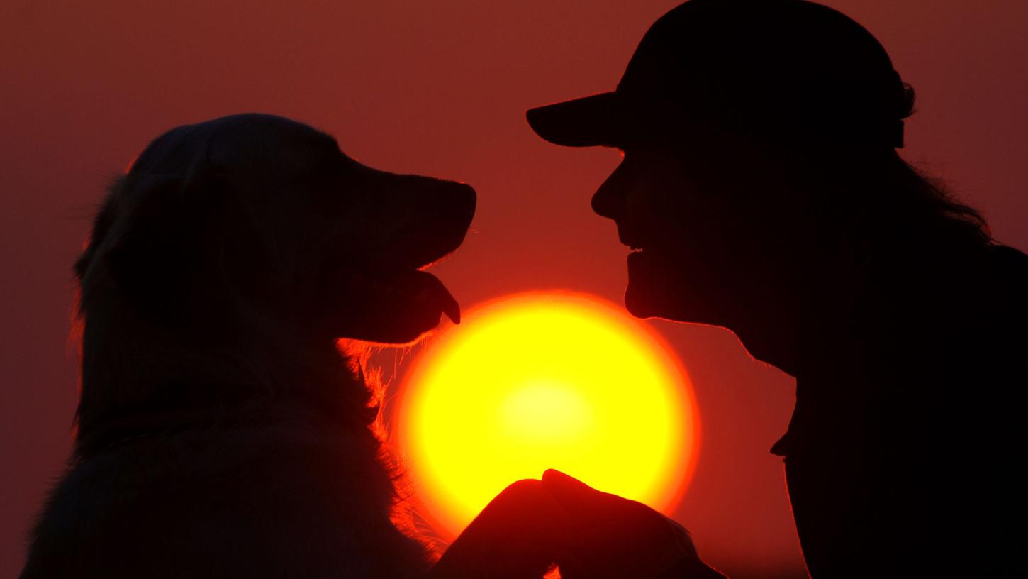 Japanische Forscher haben beobachtet: Hunde können beim Wiedersehen mit Herrchen oder Frauchen Freudentränen vergießen.