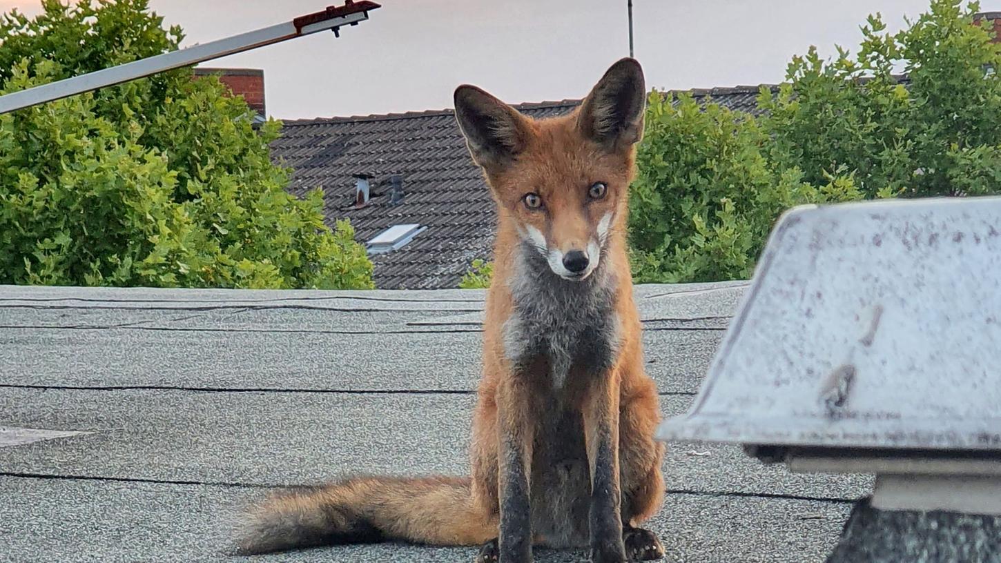 Ein junger Fuchs sitzt auf einem Dach in Charlottenburg. Füchse sind in manchen Großstädten keine Seltenheit.