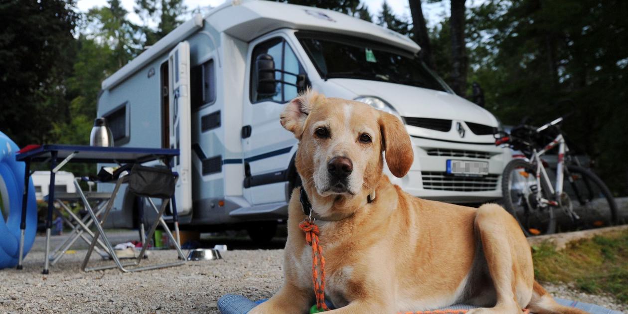 Campen mit Hund Tier nicht allein im Zelt zurücklassen NewsAddict