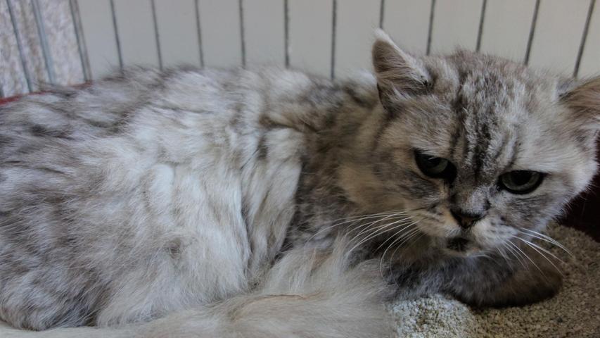 Bei der weiß-grau-silberfarbene Kätzin dürfte es sich um einen Persermischling handeln. Die Katze lief am 15. August in Dietfurt am Luisenweg zu und nachdem sie drei Tage später immer noch da war und dort auch niemand diese Katze kannte, wurde sie schließlich am 18. August ins Tierheim Neumarkt gebracht. Die Katze ist derzeit noch sehr schüchtern und ängstlich und sie hat stark verfilztes Fell, was darauf hindeutet, dass sie schon einige Zeit unterwegs gewesen sein dürfte. Wer im Bereich Dietfurt kennt diese Katze oder wer weiß, wem sie gehört? Das Tierheim Neumarkt ist trotz der erfolgten Lockerungen noch immer bis auf Weiteres für Besucher, Gassigeher und Katzenstreichler geschlossen. Besuche und Tiervermittlungen können nur nach vorheriger telefonischer Terminvereinbarung stattfinden. Das Büro ist täglich (außer an Sonn- und Feiertagen) von 14.30 bis 17 Uhr unter der Telefonnummer (0 91 81) 2 28 62 erreichbar. In Notfällen und im Falle von Fundtieren ist das Tierheim ebenfalls unter dieser Telefonnummer erreichbar. Hier geht es zur Internet-Seite des Tierheims
Bei der weiß-grau-silberfarbene Kätzin dürfte es sich um einen Persermischling handeln. Die Katze lief am 15. August in Dietfurt am Luisenweg zu und nachdem sie drei Tage später immer noch da war und dort auch niemand diese Katze kannte, wurde sie schließlich am 18. August ins Tierheim Neumarkt gebracht. Die Katze ist derzeit noch sehr schüchtern und ängstlich und sie hat stark verfilztes Fell, was darauf hindeutet, dass sie schon einige Zeit unterwegs gewesen sein dürfte. Wer im Bereich Dietfurt kennt diese Katze oder wer weiß, wem sie gehört? Das Tierheim Neumarkt ist trotz der erfolgten Lockerungen noch immer bis auf Weiteres für Besucher, Gassigeher und Katzenstreichler geschlossen. Besuche und Tiervermittlungen können nur nach vorheriger telefonischer Terminvereinbarung stattfinden. Das Büro ist täglich (außer an Sonn- und Feiertagen) von 14.30 bis 17 Uhr unter der Telefonnummer (0 91 81) 2 28 62 erreichbar. In Notfällen und im Falle von Fundtieren ist das Tierheim ebenfalls unter dieser Telefonnummer erreichbar. Hier geht es zur Internet-Seite des Tierheims
