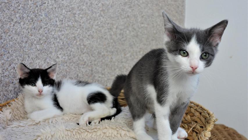 Die beiden Kätzchen Gerry und Gepetto wurden Mitte Juni geboren und von ihrer eigenen Katzenmutter nicht angenommen, aber eine ebenfalls im Haushalt lebende Katze, die kurz vorher ihre eigenen Babys tot zur Welt brachte, adoptierte die beiden Kleinen sofort, bewachte sie seitdem, verteidigte sie gegen alles und jeden mit Krallen und Zähnen und schaltete sofort auf Angriff um, wenn man sich ihren Kindern nähern wollte. Um den Kleinen den Kontakt mit Menschen zu ermöglichen, blieb keine andere Wahl, als die Kätzchen und die Adoptivmutter frühzeitig voneinander zu trennen. Die beiden Geschwisterchen sind nun auf der Suche nach einem neuen, liebevollen und gemeinsamen Zuhause und nachdem sie noch nie draußen in der Freiheit waren, wäre auch die Haltung in einer geräumigen Wohnung mit gesichertem Balkon denkbar. Bei geplantem, späteren Freigang ist Voraussetzung, dass dieser erst nach Kastration und Kennzeichnung erfolgen darf und dass das neue Zuhause wirklich verkehrsberuhigt liegt. Das Tierheim Neumarkt ist trotz der erfolgten Lockerungen noch immer bis auf Weiteres für Besucher, Gassigeher und Katzenstreichler geschlossen. Besuche und Tiervermittlungen können nur nach vorheriger telefonischer Terminvereinbarung stattfinden. Das Büro ist täglich (außer an Sonn- und Feiertagen) von 14.30 bis 17 Uhr unter der Telefonnummer (0 91 81) 2 28 62 erreichbar. In Notfällen und im Falle von Fundtieren ist das Tierheim ebenfalls unter dieser Telefonnummer erreichbar. Hier geht es zur Internet-Seite des Tierheims
Die beiden Kätzchen Gerry und Gepetto wurden Mitte Juni geboren und von ihrer eigenen Katzenmutter nicht angenommen, aber eine ebenfalls im Haushalt lebende Katze, die kurz vorher ihre eigenen Babys tot zur Welt brachte, adoptierte die beiden Kleinen sofort, bewachte sie seitdem, verteidigte sie gegen alles und jeden mit Krallen und Zähnen und schaltete sofort auf Angriff um, wenn man sich ihren Kindern nähern wollte. Um den Kleinen den Kontakt mit Menschen zu ermöglichen, blieb keine andere Wahl, als die Kätzchen und die Adoptivmutter frühzeitig voneinander zu trennen. Die beiden Geschwisterchen sind nun auf der Suche nach einem neuen, liebevollen und gemeinsamen Zuhause und nachdem sie noch nie draußen in der Freiheit waren, wäre auch die Haltung in einer geräumigen Wohnung mit gesichertem Balkon denkbar. Bei geplantem, späteren Freigang ist Voraussetzung, dass dieser erst nach Kastration und Kennzeichnung erfolgen darf und dass das neue Zuhause wirklich verkehrsberuhigt liegt. Das Tierheim Neumarkt ist trotz der erfolgten Lockerungen noch immer bis auf Weiteres für Besucher, Gassigeher und Katzenstreichler geschlossen. Besuche und Tiervermittlungen können nur nach vorheriger telefonischer Terminvereinbarung stattfinden. Das Büro ist täglich (außer an Sonn- und Feiertagen) von 14.30 bis 17 Uhr unter der Telefonnummer (0 91 81) 2 28 62 erreichbar. In Notfällen und im Falle von Fundtieren ist das Tierheim ebenfalls unter dieser Telefonnummer erreichbar. Hier geht es zur Internet-Seite des Tierheims