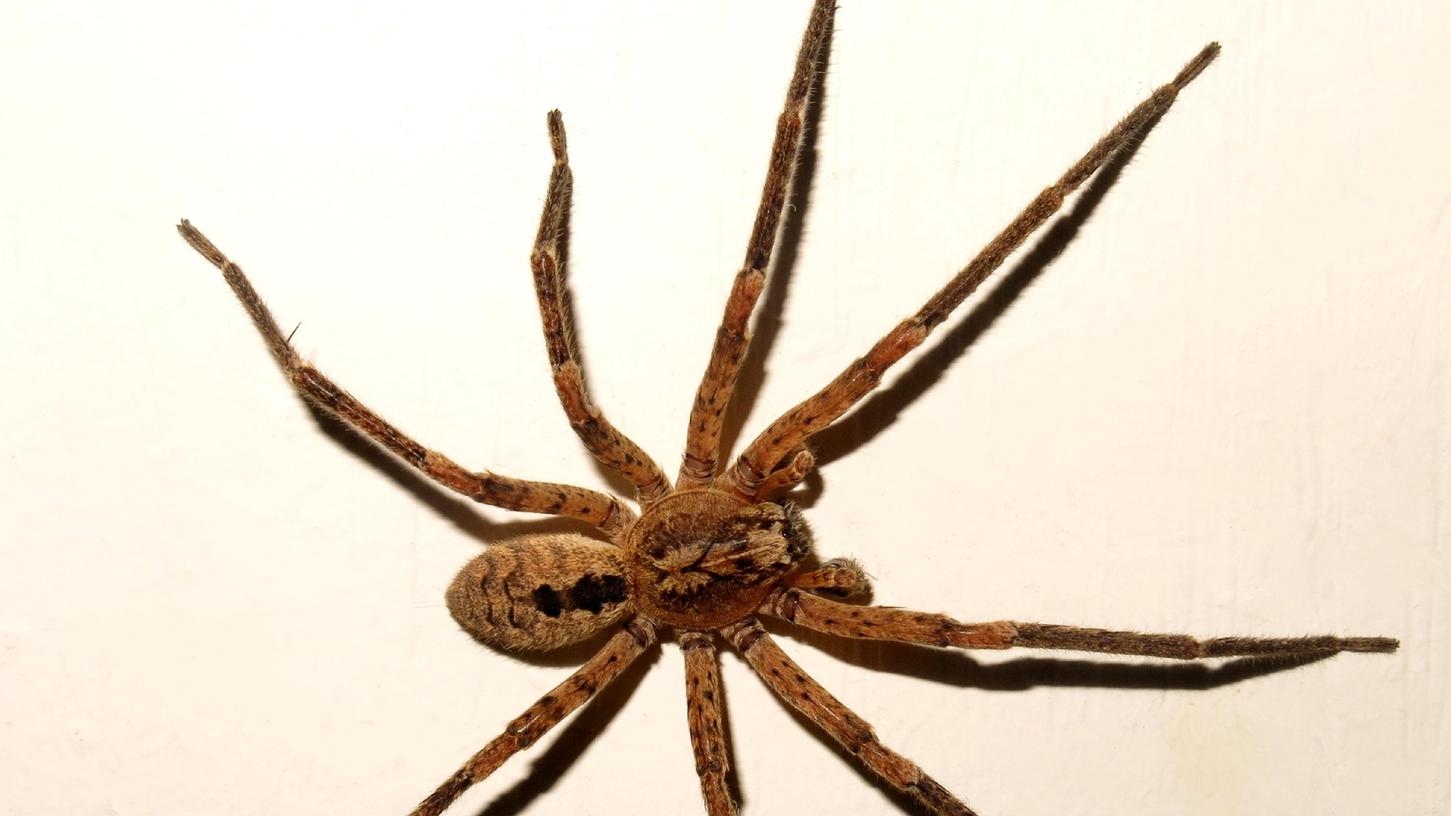 Die bis zu fünf Zentimeter große Arachnide hat einen Biss, der auch die Haut eines Menschen durchdringen kann.