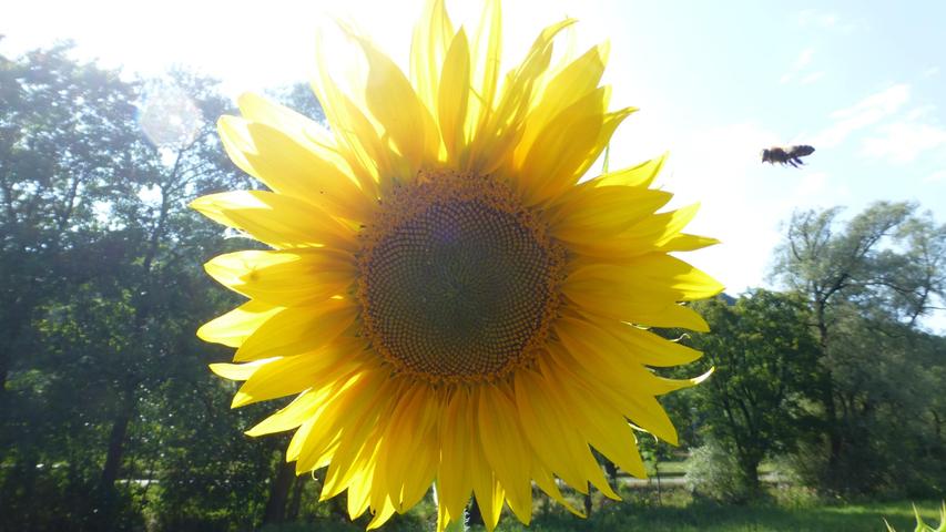 Bei dieser prächtigen Sonnenblume kann die Biene nicht widerstehen. Mehr Leserfotos und Leserbriefe finden Sie hier.