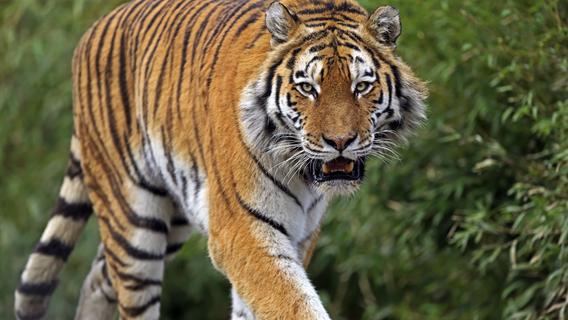 Neuer Tiger im Tiergarten Nürnberg: Kater Manu soll mit Katinka für Nachwuchs sorgen