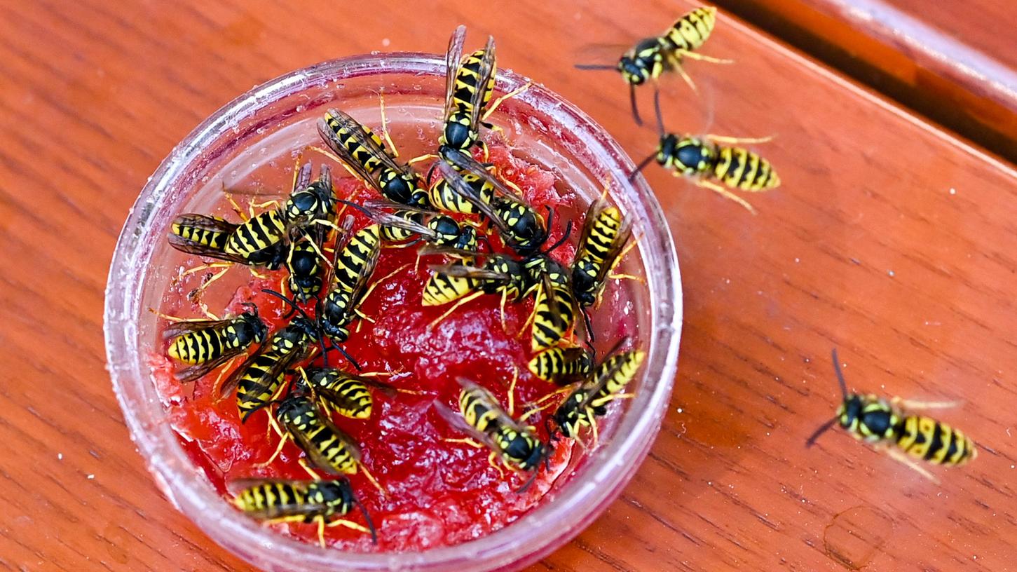 In einer kleinen Schale mit Marmelade tummeln sich zahlreiche Wespen. Jetzt im Spätsommer sind die Insekten aufdringliche und ungebetene Gäste an der Kaffeetafel. Oberstes Gebot ist dabei: Ruhe bewahren! In einer kleinen Schale mit Marmelade tummeln sich zahlreiche Wespen. Jetzt im Spätsommer sind die Insekten aufdringliche und ungebetene Gäste an der Kaffeetafel. Oberstes Gebot ist dabei: Ruhe bewahren!