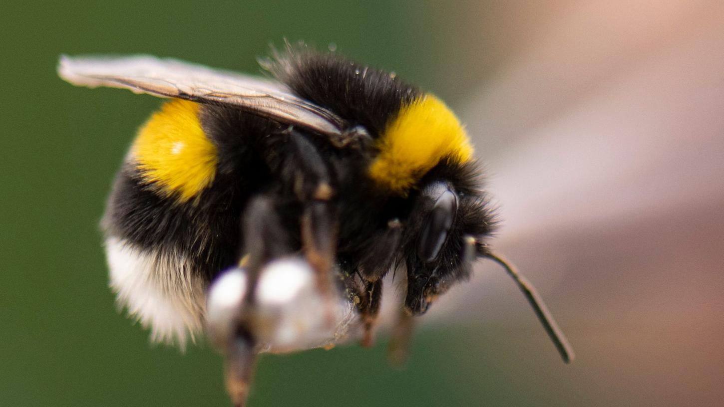 Mit einer Pinzette hat Hummelzüchter Rüdiger Schwenk eine Hummel vorsichtig in die Hand genommen. Mit einer Pinzette hat Hummelzüchter Rüdiger Schwenk eine Hummel vorsichtig in die Hand genommen.