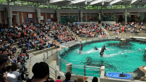 Protest im Delfinbecken: Aktivisten stürmen Delfinarium im Duisburger Zoo