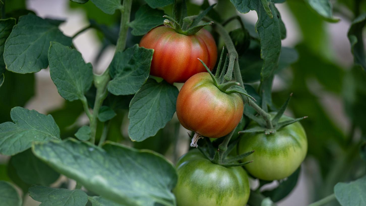 Damit auch die letzten Tomaten reif werden, gibt es einige Tricks.