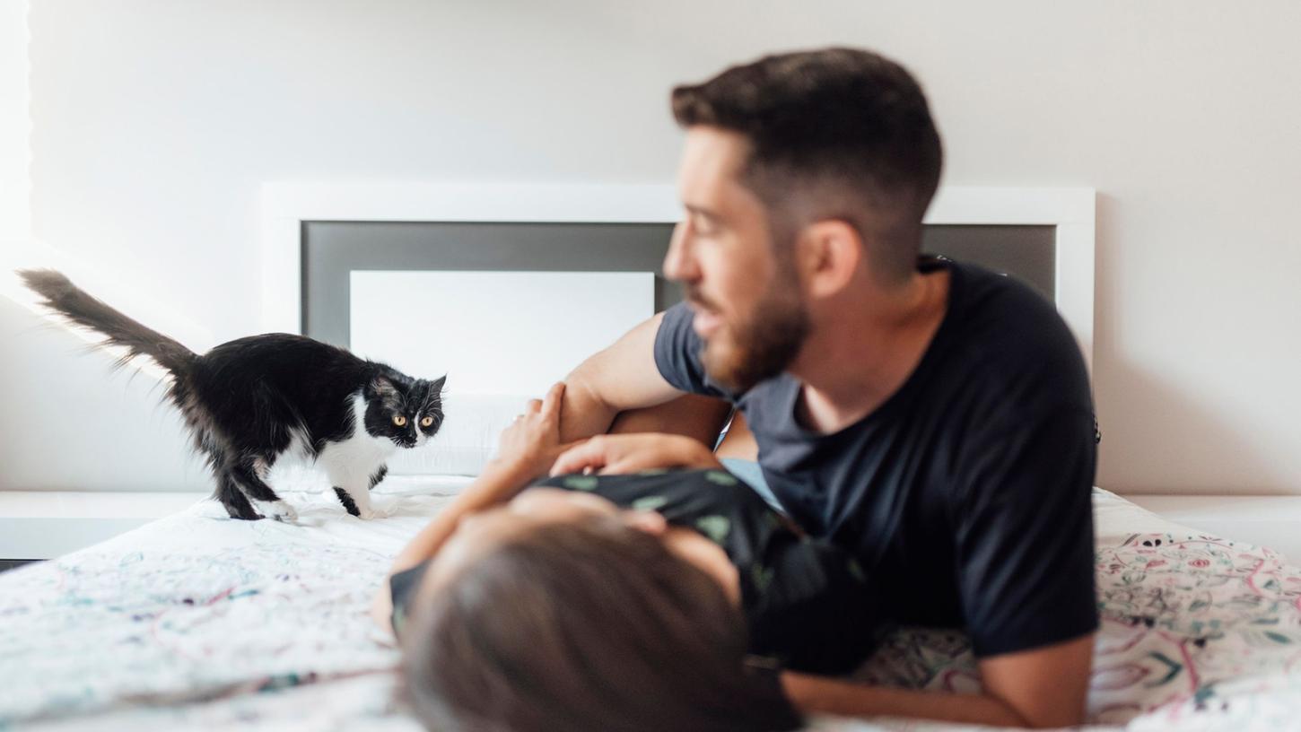 Wenn Frauchen oder Herrchen einen neuen Partner hat, kann das für die Katze zum Albtraum werden. Wenn Frauchen oder Herrchen einen neuen Partner hat, kann das für die Katze zum Albtraum werden.