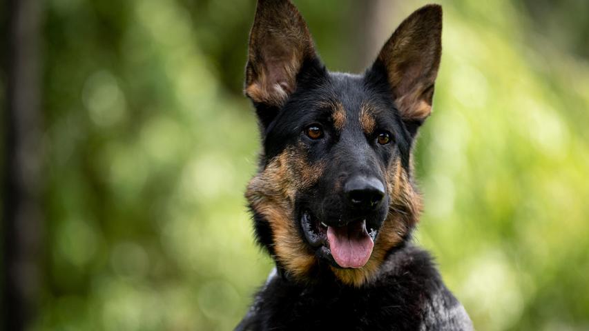 Die einjährige Schäferhündin Aria hatte einen schweren Start ins Leben. Sie kam ins Tierheim und wurde vermittelt. Leider hatten sich die neuen Halter überschätzt und brachten Aria wieder zurück. „Es ist so schade, dass immer die Tiere drunter leiden müssen“, so die Tierpfleger. „Jetzt wartet sie auf Menschen, die ihr endlich für immer ein Zuhause geben.“ Aria ist eine „sehr liebe und anhängliche Hündin“. Sie braucht noch Erziehung, lernt aber gerne. Leider kommt die Hündin sehr schwer zur Ruhe, daran müsse man noch arbeiten, heißt es. „Aktuell machen wir eine Ausschlussdiät, da sie vermutlich eine Allergie hat“, berichten die Tierpfleger, die gerne ausführlich über die junge Schäferhündin informieren. Mit anderen Hunden und Kindern kommt Aria super klar.
Mehr Informationen gibt es beim Tierheim Nürnberg, Stadenstraße 90, 90491 Nürnberg, Telefon (0911) 919890.
Die einjährige Schäferhündin Aria hatte einen schweren Start ins Leben. Sie kam ins Tierheim und wurde vermittelt. Leider hatten sich die neuen Halter überschätzt und brachten Aria wieder zurück. „Es ist so schade, dass immer die Tiere drunter leiden müssen“, so die Tierpfleger. „Jetzt wartet sie auf Menschen, die ihr endlich für immer ein Zuhause geben.“ Aria ist eine „sehr liebe und anhängliche Hündin“. Sie braucht noch Erziehung, lernt aber gerne. Leider kommt die Hündin sehr schwer zur Ruhe, daran müsse man noch arbeiten, heißt es. „Aktuell machen wir eine Ausschlussdiät, da sie vermutlich eine Allergie hat“, berichten die Tierpfleger, die gerne ausführlich über die junge Schäferhündin informieren. Mit anderen Hunden und Kindern kommt Aria super klar.
Mehr Informationen gibt es beim Tierheim Nürnberg, Stadenstraße 90, 90491 Nürnberg, Telefon (0911) 919890.