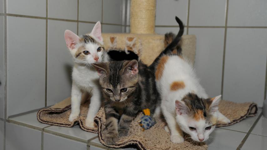 Nicht mehr abgeholt wurden die drei Katzenkinder „Huxley“, „Hanna“ und „Hugo“. Die Kätzchen kamen mit ihrer zutraulichen, aber völlig unterernährten und ausgemergelten Katzenmutter ins Tierheim Neumarkt, nachdem sie in Pyrbaum-Seligenporten in einem Hinterhaus in einem Haufen Müll entdeckt wurden. Die Katzenmutter war am Ende ihrer Kräfte und sie darf sich noch eine Zeit im Tierheim erholen und wird aufgepäppelt. Die Kätzchen wurden Ende Mai geboren und sie sind nun bereit für neue Abenteuer und für einen neuen Wirkungskreis, wobei Katzenkinder immer mindestens zu zweit abgegeben werden. Ein einzelnes Katzenkind wird nur abgegeben, wenn schon ein Kätzchen etwa im gleichen Alter in der Familie vorhanden ist. Nachdem die Kätzchen die Freiheit schon kennen, sollten sie im neuen Zuhause später, wenn sie kastriert und gekennzeichnet sind, wieder Freigang in verkehrsarmer Gegend bekommen. Das Tierheim Neumarkt ist trotz der erfolgten Lockerungen noch immer bis auf Weiteres für Besucher, Gassigeher und Katzenstreichler geschlossen. Besuche und Tiervermittlungen können nur nach vorheriger telefonischer Terminvereinbarung stattfinden. Das Büro ist täglich (außer an Sonn- und Feiertagen) von 14.30 bis 17 Uhr unter der Telefonnummer (0 91 81) 2 28 62 erreichbar. In Notfällen und im Falle von Fundtieren ist das Tierheim ebenfalls unter dieser Telefonnummer erreichbar. Hier geht es zur Internet-Seite des Tierheims
Nicht mehr abgeholt wurden die drei Katzenkinder „Huxley“, „Hanna“ und „Hugo“. Die Kätzchen kamen mit ihrer zutraulichen, aber völlig unterernährten und ausgemergelten Katzenmutter ins Tierheim Neumarkt, nachdem sie in Pyrbaum-Seligenporten in einem Hinterhaus in einem Haufen Müll entdeckt wurden. Die Katzenmutter war am Ende ihrer Kräfte und sie darf sich noch eine Zeit im Tierheim erholen und wird aufgepäppelt. Die Kätzchen wurden Ende Mai geboren und sie sind nun bereit für neue Abenteuer und für einen neuen Wirkungskreis, wobei Katzenkinder immer mindestens zu zweit abgegeben werden. Ein einzelnes Katzenkind wird nur abgegeben, wenn schon ein Kätzchen etwa im gleichen Alter in der Familie vorhanden ist. Nachdem die Kätzchen die Freiheit schon kennen, sollten sie im neuen Zuhause später, wenn sie kastriert und gekennzeichnet sind, wieder Freigang in verkehrsarmer Gegend bekommen. Das Tierheim Neumarkt ist trotz der erfolgten Lockerungen noch immer bis auf Weiteres für Besucher, Gassigeher und Katzenstreichler geschlossen. Besuche und Tiervermittlungen können nur nach vorheriger telefonischer Terminvereinbarung stattfinden. Das Büro ist täglich (außer an Sonn- und Feiertagen) von 14.30 bis 17 Uhr unter der Telefonnummer (0 91 81) 2 28 62 erreichbar. In Notfällen und im Falle von Fundtieren ist das Tierheim ebenfalls unter dieser Telefonnummer erreichbar. Hier geht es zur Internet-Seite des Tierheims