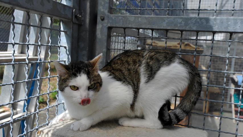 Auch der getigert-weiße Kater „Ole“ kennt die Freiheit. „Ole“ kam als Fundtier ins Tierheim und seine Familie hat sich leider nicht gemeldet, so dass für den ruhigen, zutraulichen Kater nun ein neues, schönes Zuhause gesucht wird. „Ole“ ist etwa drei Jahre alt, er geht auf Menschen zu und er lässt sich auch gerne streicheln. Freundschaft mit anderen Katzen hat er im Tierheim noch nicht geschlossen. Seinen Artgenossen geht er eher aus dem Weg, aber er tut ihnen nichts. Für „Ole“ wäre ein Platz als Einzelkatze mit Freigang denkbar, wobei sein Mensch aber nicht den ganzen Tag außer Haus sein sollte. „Ole“ könnte aber auch Zweitkatze bei einem nicht dominanten Artgenossen werden. Das Tierheim Neumarkt ist trotz der erfolgten Lockerungen noch immer bis auf Weiteres für Besucher, Gassigeher und Katzenstreichler geschlossen. Besuche und Tiervermittlungen können nur nach vorheriger telefonischer Terminvereinbarung stattfinden. Das Büro ist täglich (außer an Sonn- und Feiertagen) von 14.30 bis 17 Uhr unter der Telefonnummer (0 91 81) 2 28 62 erreichbar. In Notfällen und im Falle von Fundtieren ist das Tierheim ebenfalls unter dieser Telefonnummer erreichbar. Hier geht es zur Internet-Seite des Tierheims
Auch der getigert-weiße Kater „Ole“ kennt die Freiheit. „Ole“ kam als Fundtier ins Tierheim und seine Familie hat sich leider nicht gemeldet, so dass für den ruhigen, zutraulichen Kater nun ein neues, schönes Zuhause gesucht wird. „Ole“ ist etwa drei Jahre alt, er geht auf Menschen zu und er lässt sich auch gerne streicheln. Freundschaft mit anderen Katzen hat er im Tierheim noch nicht geschlossen. Seinen Artgenossen geht er eher aus dem Weg, aber er tut ihnen nichts. Für „Ole“ wäre ein Platz als Einzelkatze mit Freigang denkbar, wobei sein Mensch aber nicht den ganzen Tag außer Haus sein sollte. „Ole“ könnte aber auch Zweitkatze bei einem nicht dominanten Artgenossen werden. Das Tierheim Neumarkt ist trotz der erfolgten Lockerungen noch immer bis auf Weiteres für Besucher, Gassigeher und Katzenstreichler geschlossen. Besuche und Tiervermittlungen können nur nach vorheriger telefonischer Terminvereinbarung stattfinden. Das Büro ist täglich (außer an Sonn- und Feiertagen) von 14.30 bis 17 Uhr unter der Telefonnummer (0 91 81) 2 28 62 erreichbar. In Notfällen und im Falle von Fundtieren ist das Tierheim ebenfalls unter dieser Telefonnummer erreichbar. Hier geht es zur Internet-Seite des Tierheims