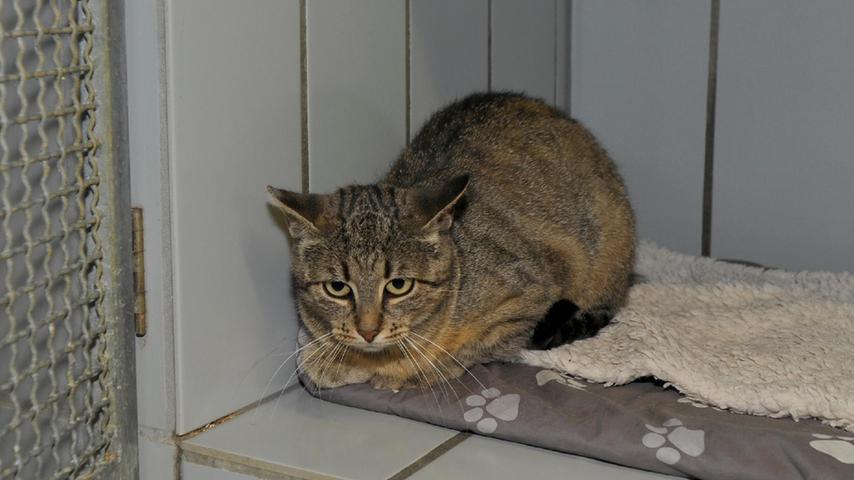 Für die getigerte Katze „Dani“ wird ein besonderer Platz gesucht. Die etwa zwei Jahre alte Kätzin wurde vor zwei Monaten zusammen mit ihrem Nachwuchs ins Tierheim gebracht, aber „Dani“ konnte sich nicht an Menschen gewöhnen, sie blieb scheu. Am besten wäre die mittlerweile kastrierte „Dani“ auf einem Pferdehof oder Bauernhof aufgehoben, wo sie zwar mit gefüttert wird, aber andererseits auch ihre Freiheit hat, so wie sie es offenbar gewöhnt war. Das Tierheim Neumarkt ist trotz der erfolgten Lockerungen noch immer bis auf Weiteres für Besucher, Gassigeher und Katzenstreichler geschlossen. Besuche und Tiervermittlungen können nur nach vorheriger telefonischer Terminvereinbarung stattfinden. Das Büro ist täglich (außer an Sonn- und Feiertagen) von 14.30 bis 17 Uhr unter der Telefonnummer (0 91 81) 2 28 62 erreichbar. In Notfällen und im Falle von Fundtieren ist das Tierheim ebenfalls unter dieser Telefonnummer erreichbar. Hier geht es zur Internet-Seite des Tierheims
Für die getigerte Katze „Dani“ wird ein besonderer Platz gesucht. Die etwa zwei Jahre alte Kätzin wurde vor zwei Monaten zusammen mit ihrem Nachwuchs ins Tierheim gebracht, aber „Dani“ konnte sich nicht an Menschen gewöhnen, sie blieb scheu. Am besten wäre die mittlerweile kastrierte „Dani“ auf einem Pferdehof oder Bauernhof aufgehoben, wo sie zwar mit gefüttert wird, aber andererseits auch ihre Freiheit hat, so wie sie es offenbar gewöhnt war. Das Tierheim Neumarkt ist trotz der erfolgten Lockerungen noch immer bis auf Weiteres für Besucher, Gassigeher und Katzenstreichler geschlossen. Besuche und Tiervermittlungen können nur nach vorheriger telefonischer Terminvereinbarung stattfinden. Das Büro ist täglich (außer an Sonn- und Feiertagen) von 14.30 bis 17 Uhr unter der Telefonnummer (0 91 81) 2 28 62 erreichbar. In Notfällen und im Falle von Fundtieren ist das Tierheim ebenfalls unter dieser Telefonnummer erreichbar. Hier geht es zur Internet-Seite des Tierheims