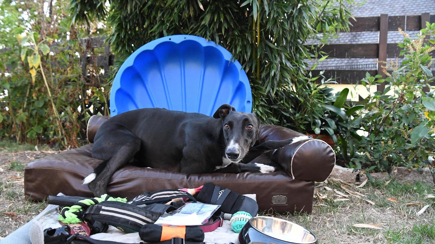 Da hat schon mal einer ausgemistet. Alles, was auf dem Bild zu sehen ist, wird verkauft - außer dem Hund.