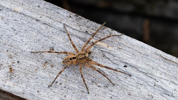 Naturschützer sammeln Daten zur Nosferatu-Spinne