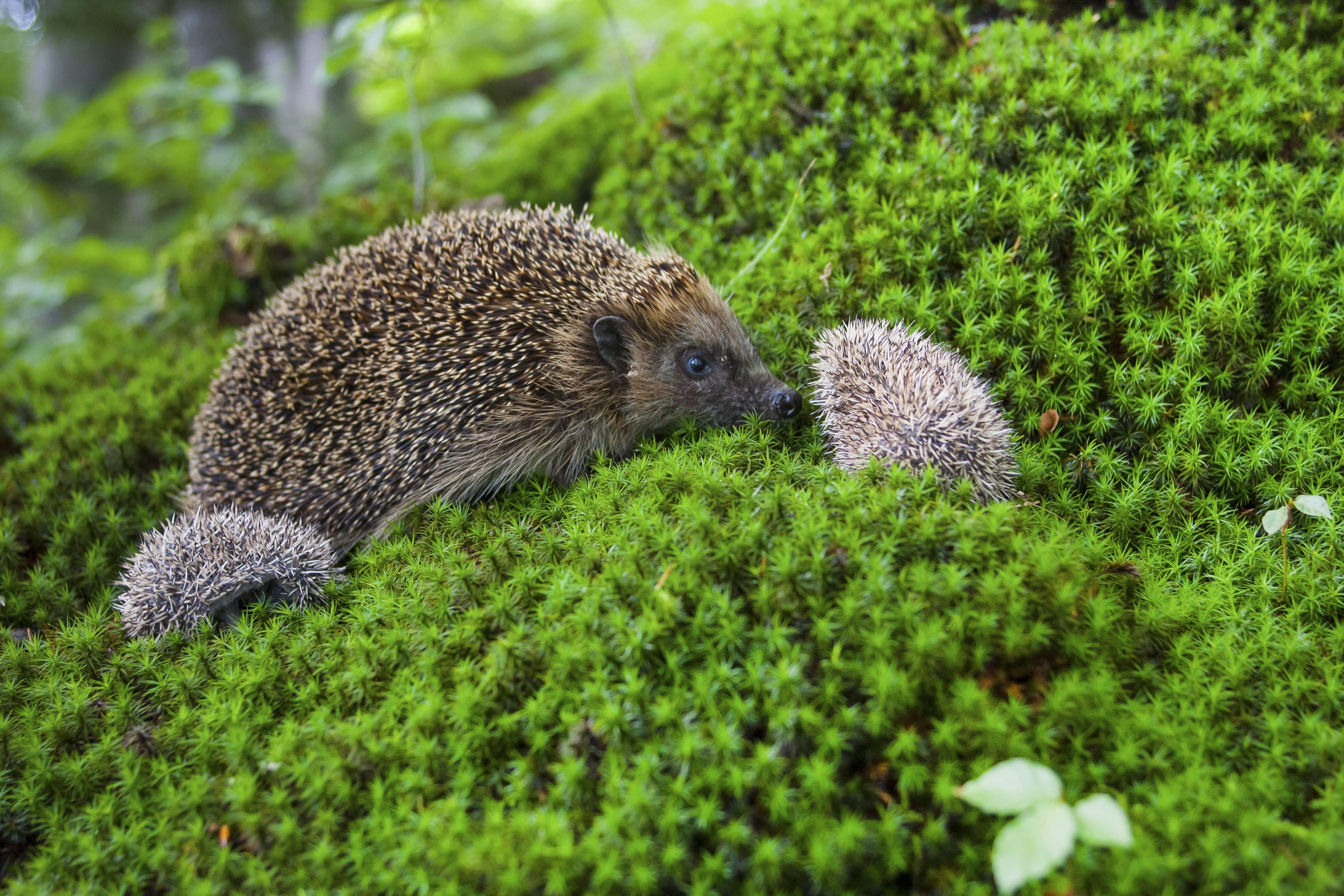 Vorsicht, Igelbabys Das sollten Sie im September im Garten beachten