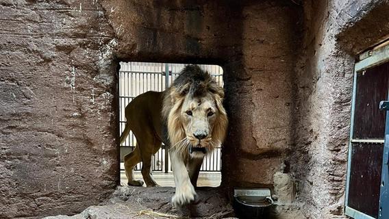 So soll der neue Löwe Kiron im Tiergarten Nürnberg für Nachwuchs sorgen