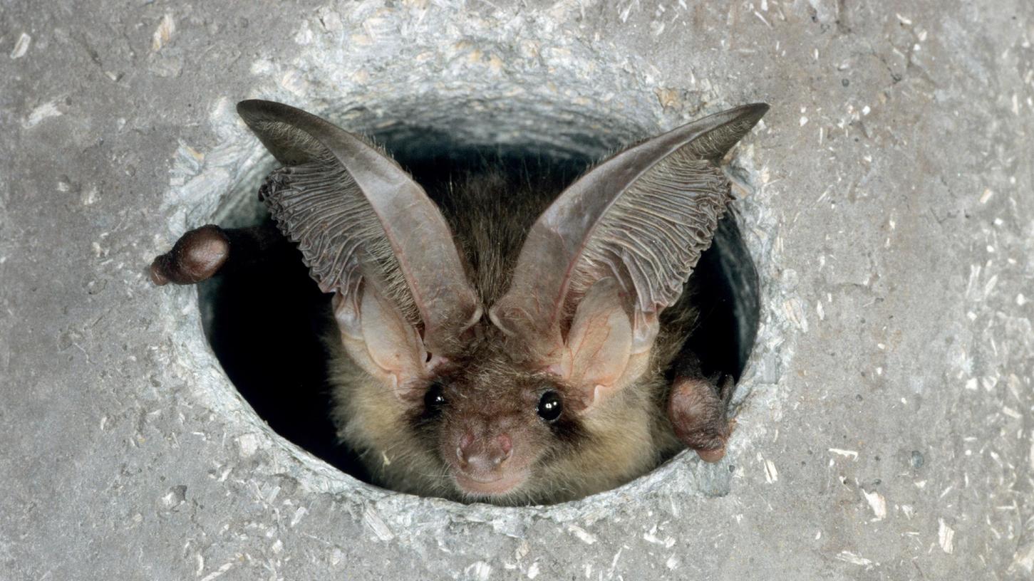 Die Fledermaus Braunes Langohr ist in einem Einflugloch zu sehen. Die Fledermaus Braunes Langohr ist in einem Einflugloch zu sehen.