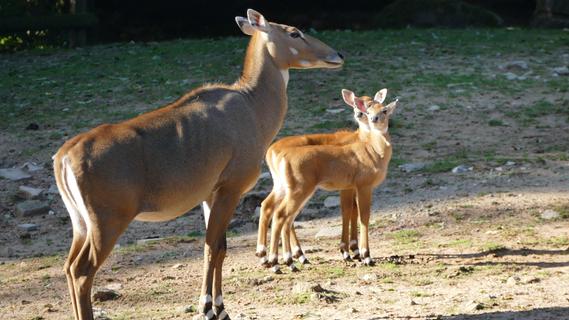Schon sehr sicher auf den Beinen: Tiergarten Nürnberg freut sich über Nachwuchs bei den Antilopen