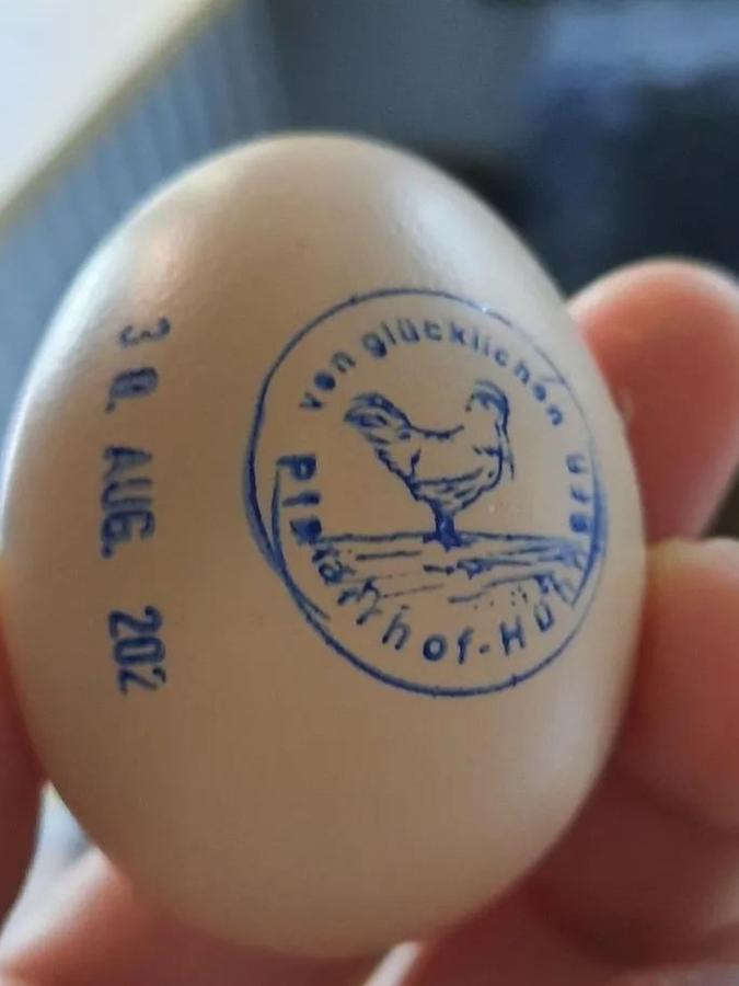 Glücklich und in der Nähe gelegt: Die Eier aus dem Pfarrhof in Nürnberg-St. Sebald.