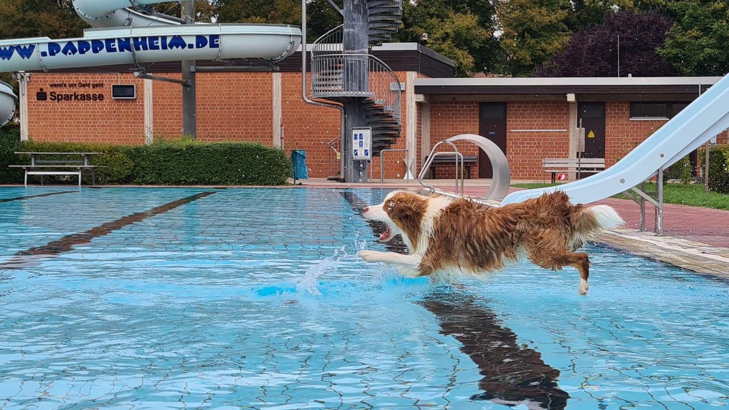 In Pappenheim dürfen die Vierbeiner wieder im Freibad schwimmen