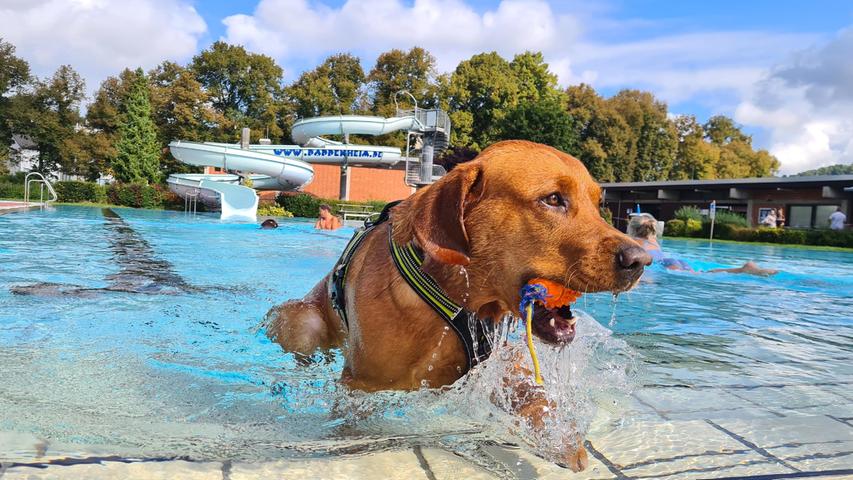 In Pappenheim dürfen die Vierbeiner wieder im Freibad schwimmen