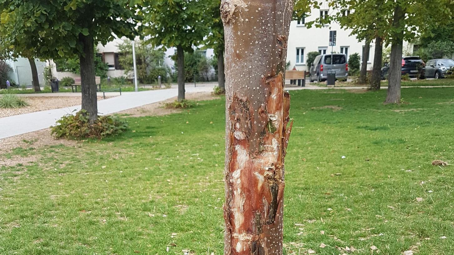 Der beschädigte Blauglockenbaum am Jamnitzerplatz. Ein Baumfrevler hat die Rinde des Baumes so stark abgeschält, dass der Baum keine Überlebenschance hat. Der beschädigte Blauglockenbaum am Jamnitzerplatz. Ein Baumfrevler hat die Rinde des Baumes so stark abgeschält, dass der Baum keine Überlebenschance hat.