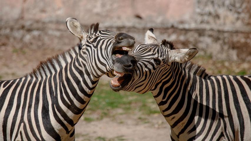 Liebevolle Zebras im Tiergarten: Was die zwei bloß miteinander zu tuscheln haben...  Mehr Leserfotos und Leserbriefe finden Sie hier.
