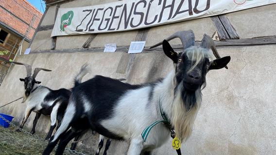 Määähhhhh - Mittelfranken sucht die schönste Ziege: 1855 Besucher bei Schau im Freilandmuseum