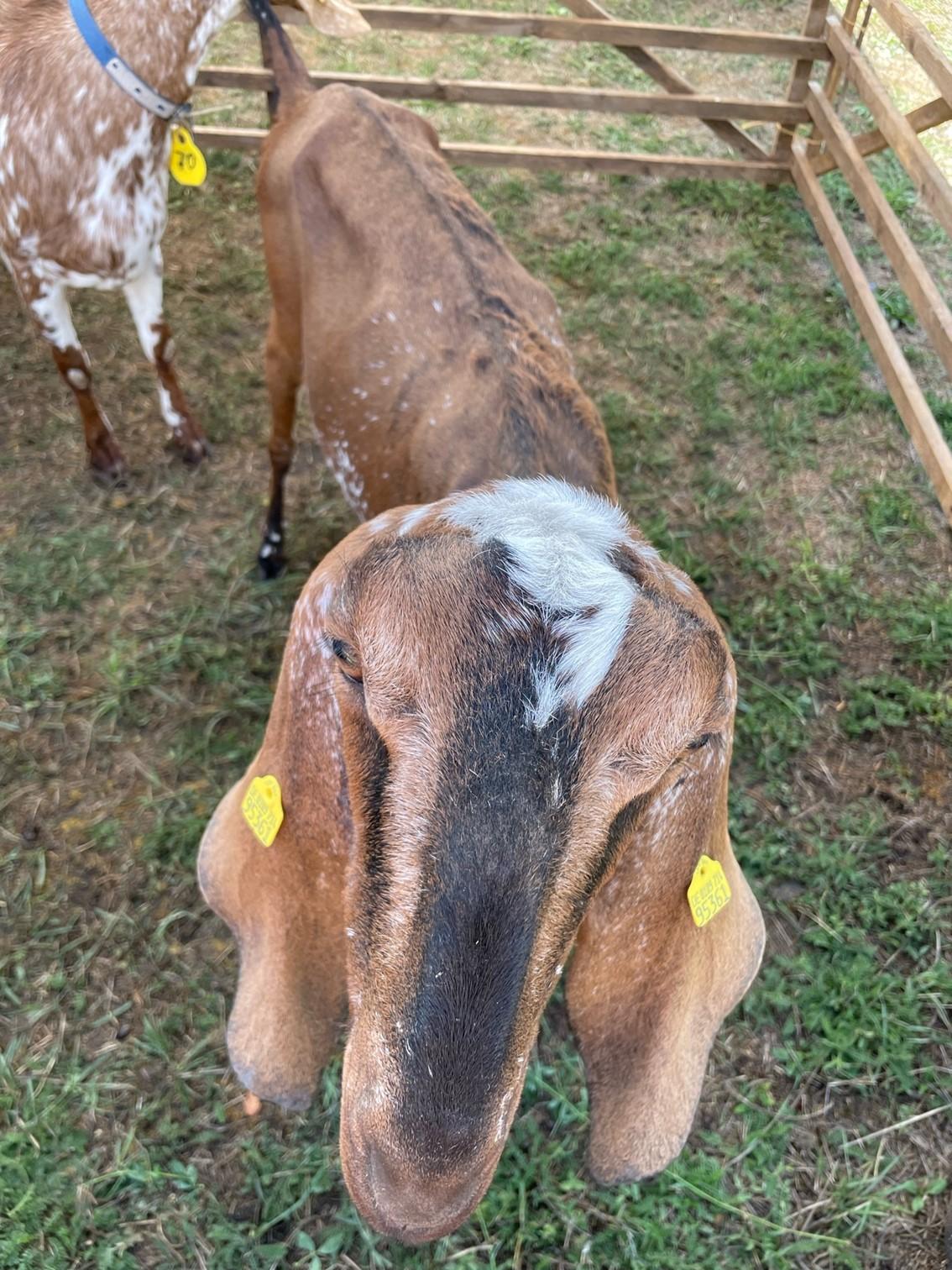 Anglo-Nubier-Ziegen wurden ebenfalls prämiert, insgesamt gab es 18 Klassen.
