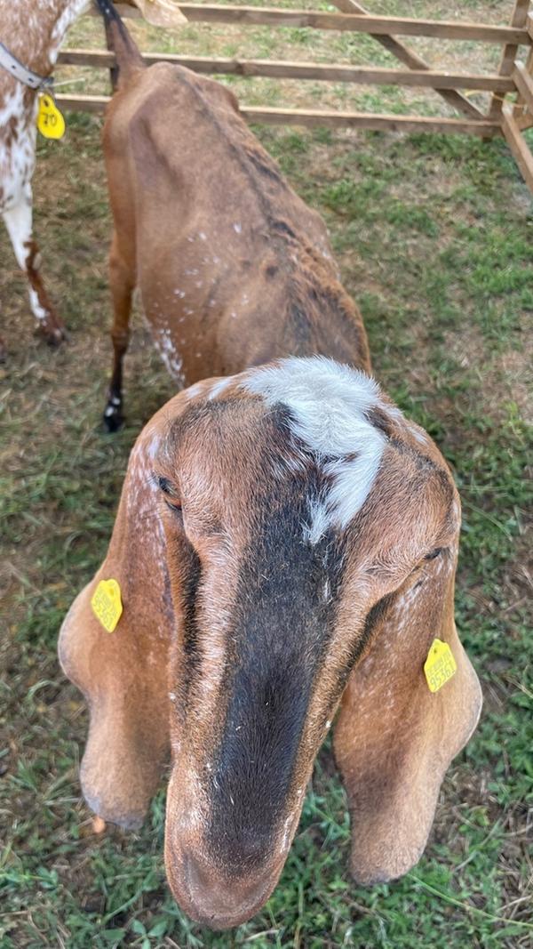 Anglo-Nubier-Ziegen wurden ebenfalls prämiert, insgesamt gab es 18 Klassen.