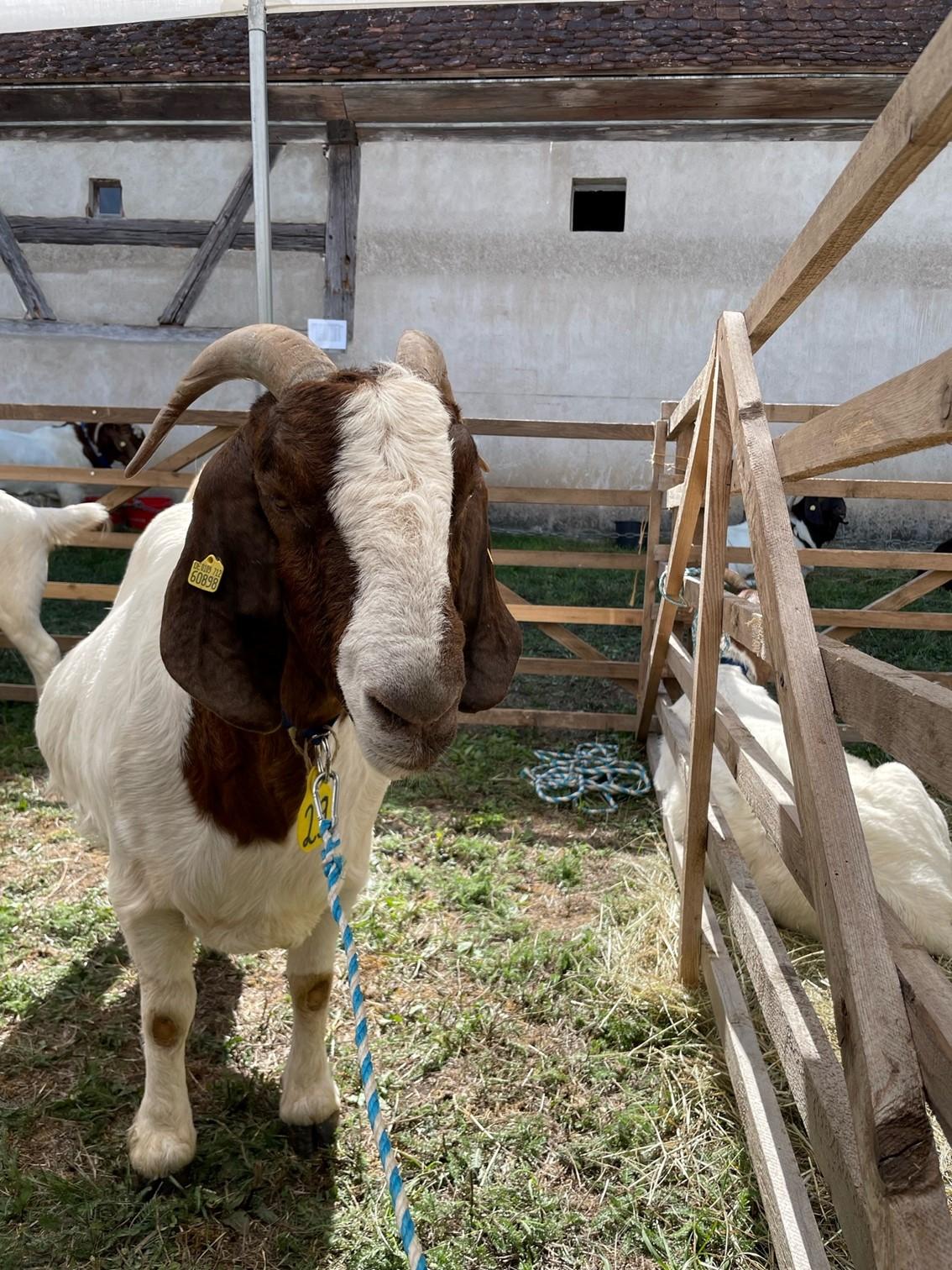 Für den Vorsitzenden des Landsverband Bayerischer Ziegenzüchter, Johannes Maibom, war der Ziegentag nach zwei Jahren Corona-Zwangspause wieder einmal eine Chance für die Züchter, die "sehr gute" Qualität der Tiere einer breiten Öffentlichkeit zu zeigen.