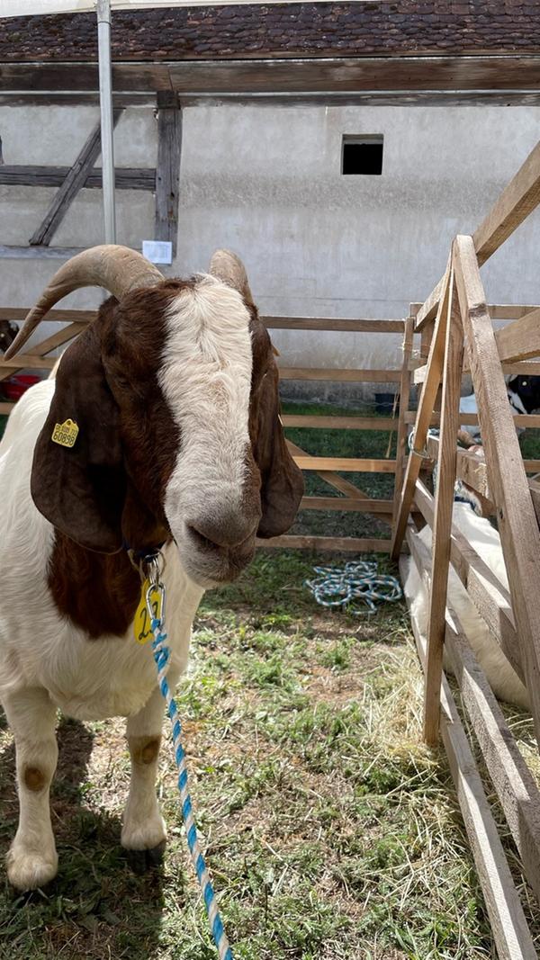 Für den Vorsitzenden des Landsverband Bayerischer Ziegenzüchter, Johannes Maibom, war der Ziegentag nach zwei Jahren Corona-Zwangspause wieder einmal eine Chance für die Züchter, die "sehr gute" Qualität der Tiere einer breiten Öffentlichkeit zu zeigen.
