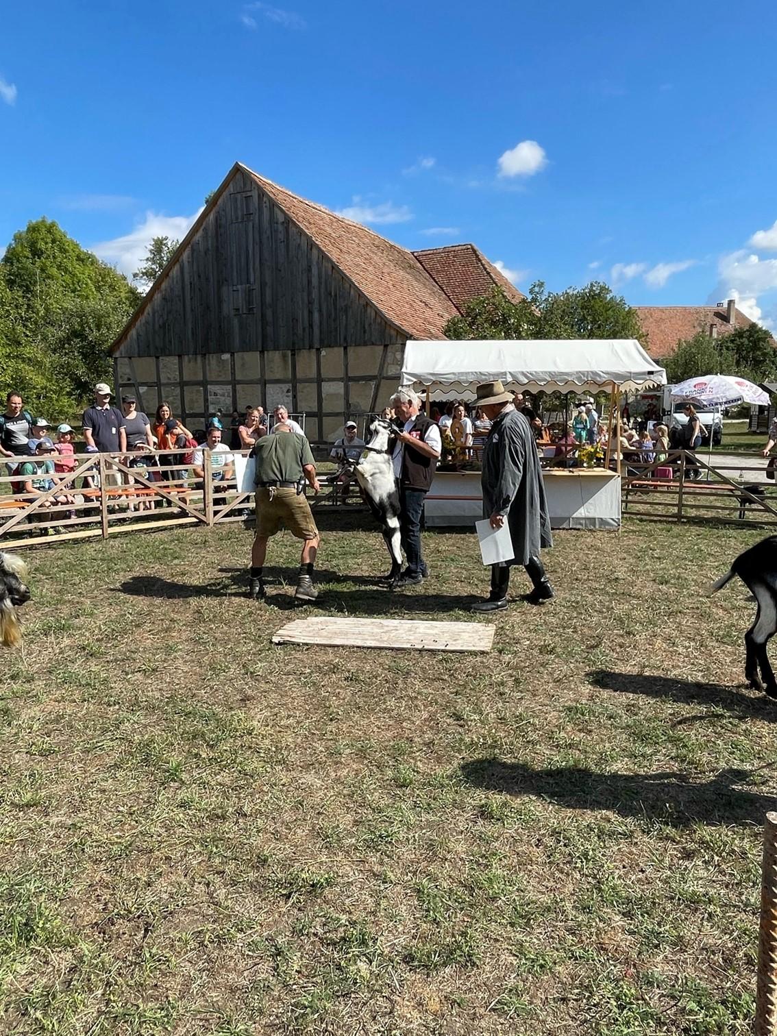 Elf Züchter zeigten ihre Tiere dem Publikum sowie den beiden Preisrichtern Wolfgang Thomann und Josef Rebitzer, mit dabei waren auch die fast ausgestorbenen Thüringer Waldziegen.