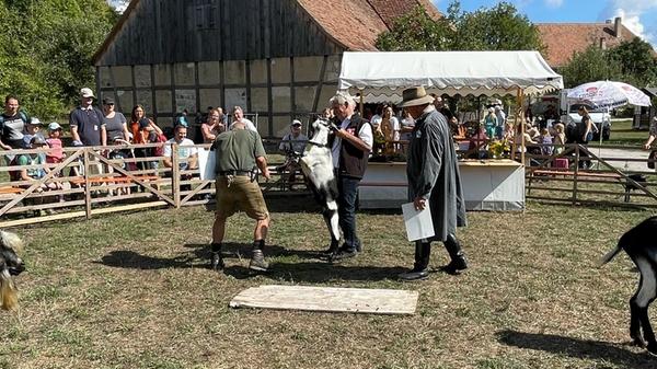 Elf Züchter zeigten ihre Tiere dem Publikum sowie den beiden Preisrichtern Wolfgang Thomann und Josef Rebitzer, mit dabei waren auch die fast ausgestorbenen Thüringer Waldziegen.