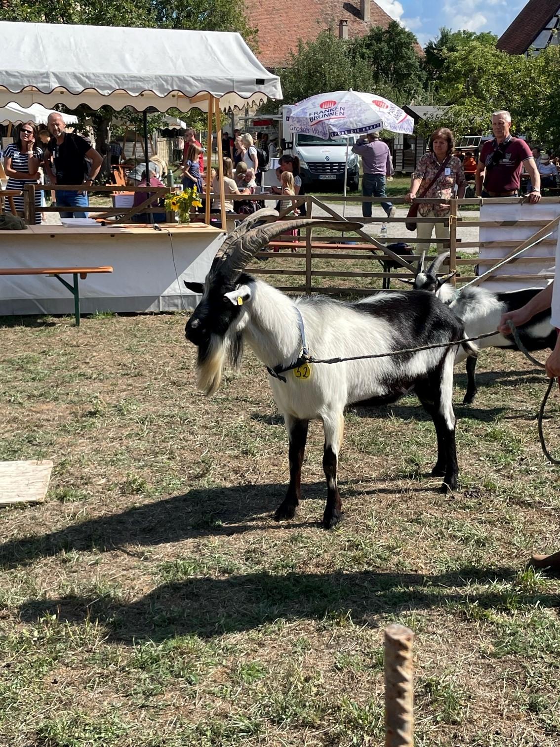 Dieser Pfauenbock stand in der Gunst der Preisrichter noch höher als Publikums-Preis-Gewinner Bob.
