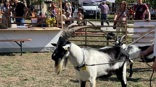 Dieser Pfauenbock stand in der Gunst der Preisrichter noch höher als Publikums-Preis-Gewinner Bob.