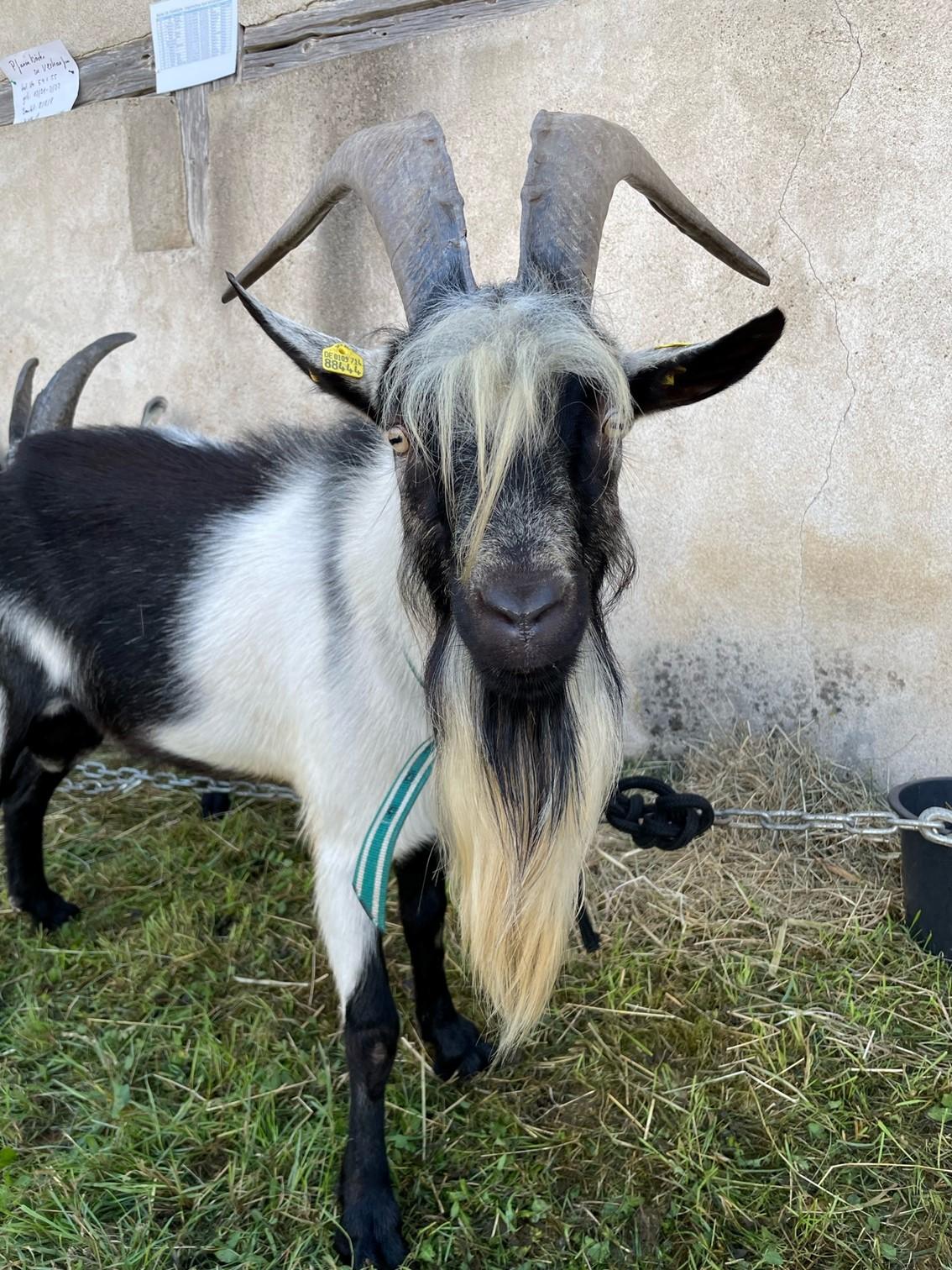 Der Pfauenbock Bob wusste sich auch bei den Fotos in Szene zu setzen.