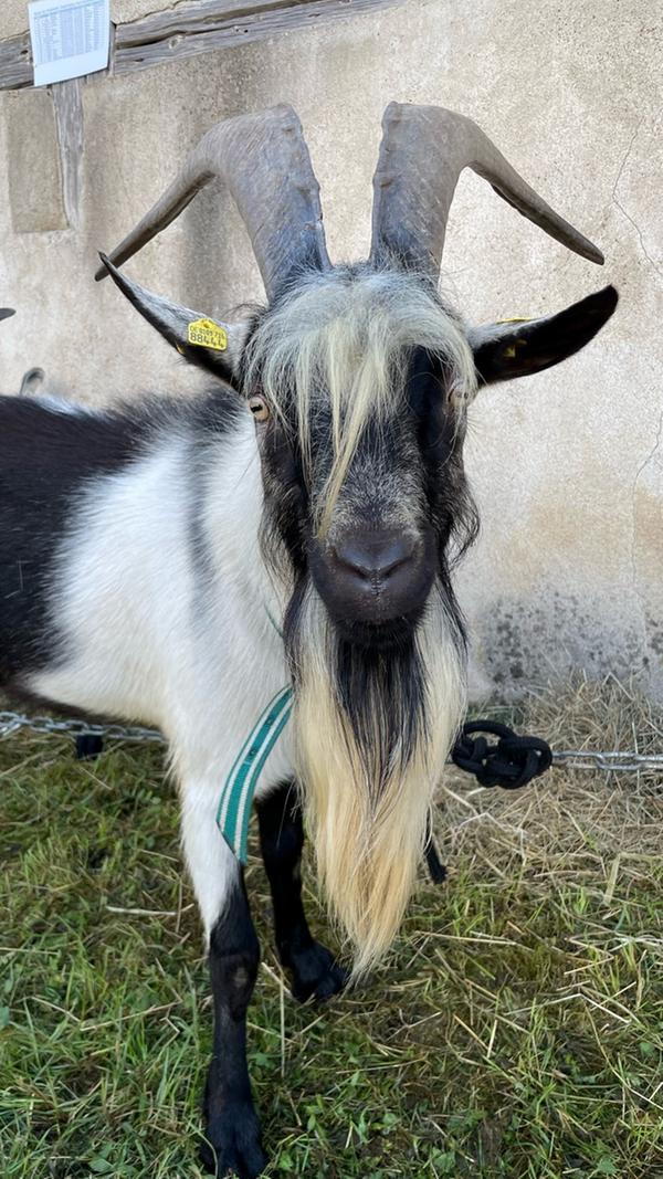 Der Pfauenbock Bob wusste sich auch bei den Fotos in Szene zu setzen.