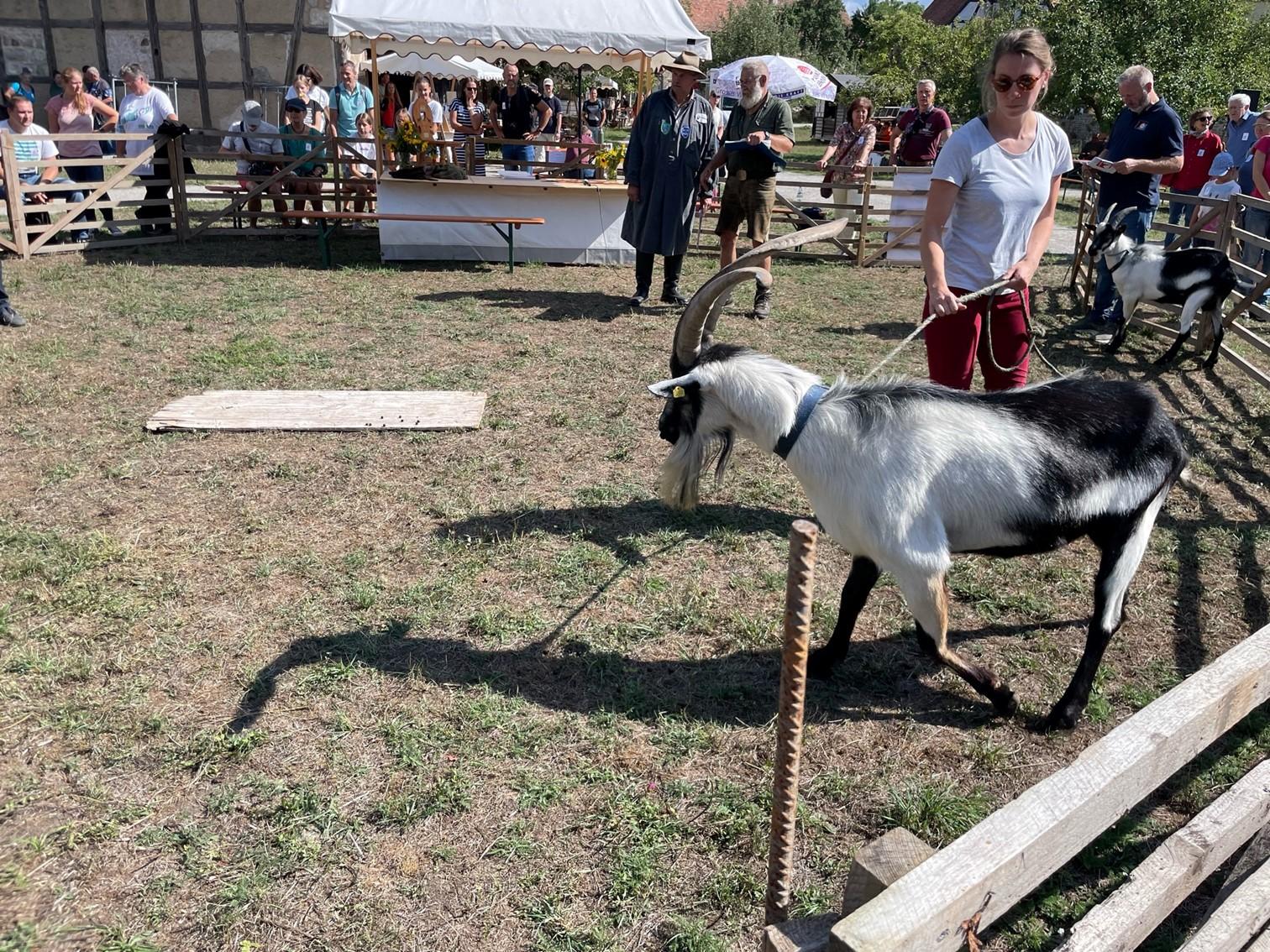 Im Ring waren die Böcke nicht immer so einfach zu führen.