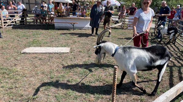 Im Ring waren die Böcke nicht immer so einfach zu führen.