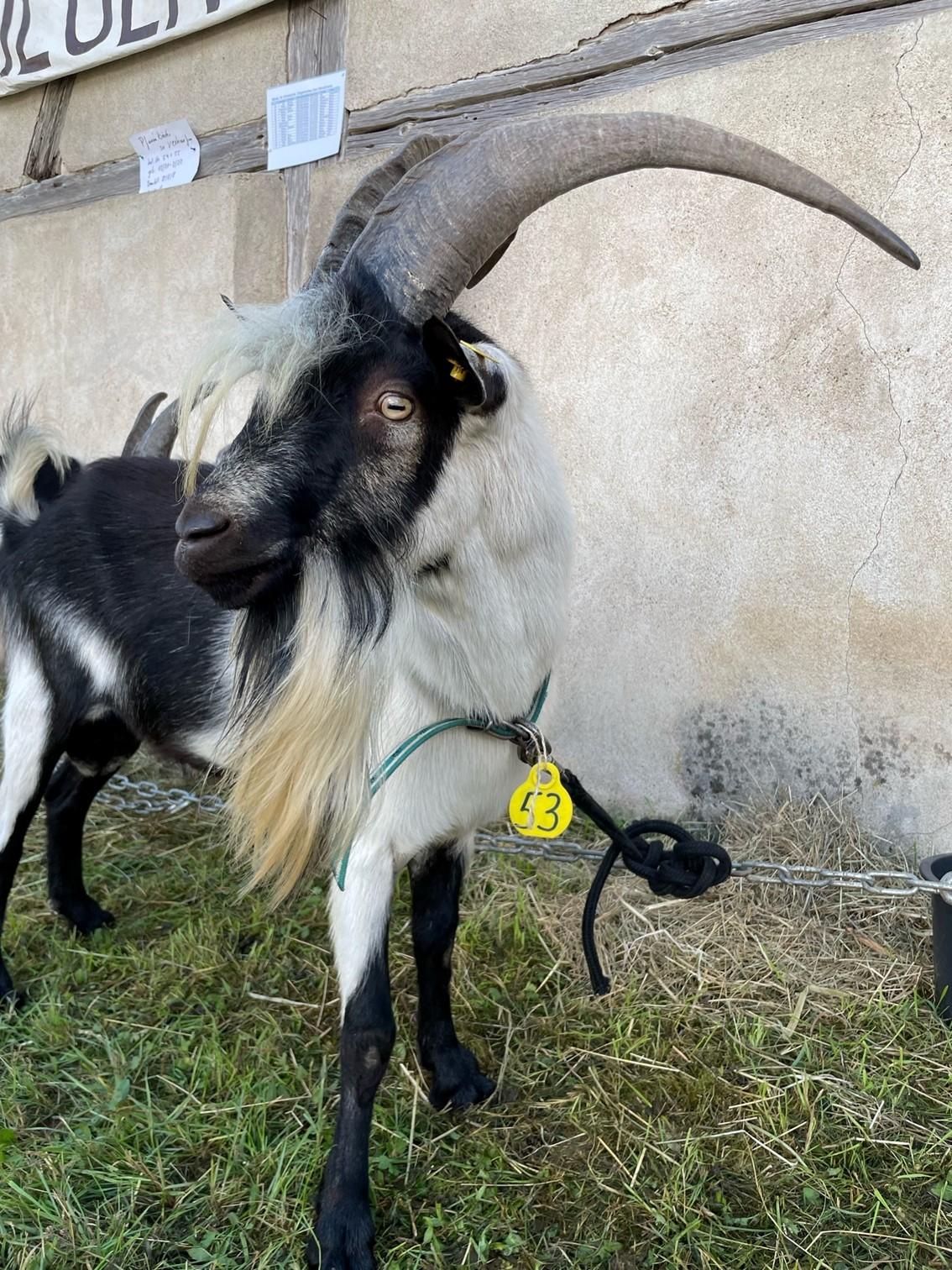 Den Publikumspreis beim Ziegentag im Freilandmuseum gewann Pfauenbock Bob aus der Zucht von Johannes Maibom aus Mausdorf bei Emskirchen.