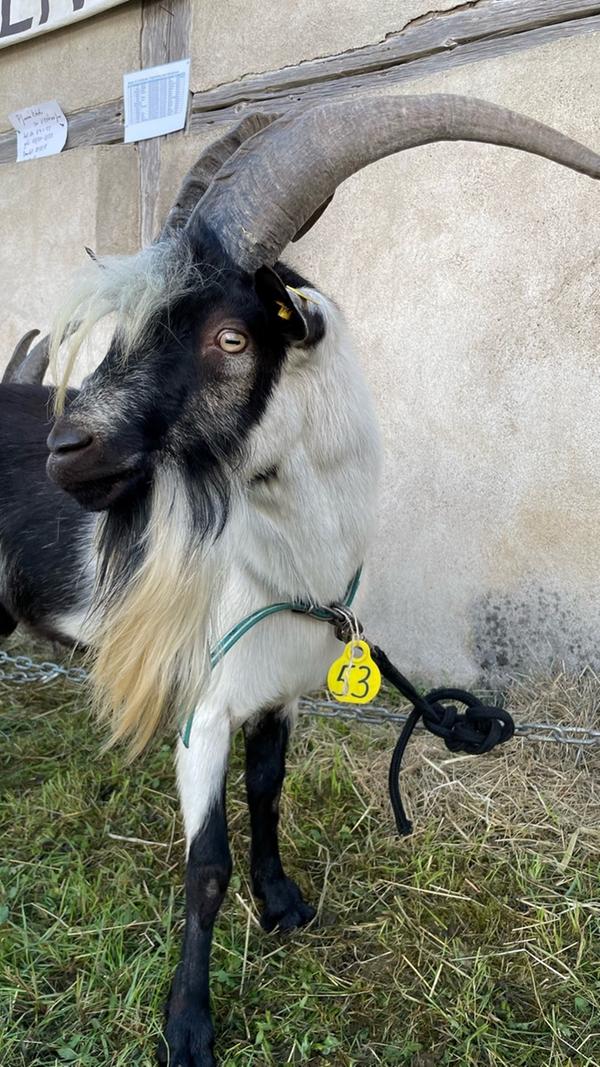 Den Publikumspreis beim Ziegentag im Freilandmuseum gewann Pfauenbock Bob aus der Zucht von Johannes Maibom aus Mausdorf bei Emskirchen.